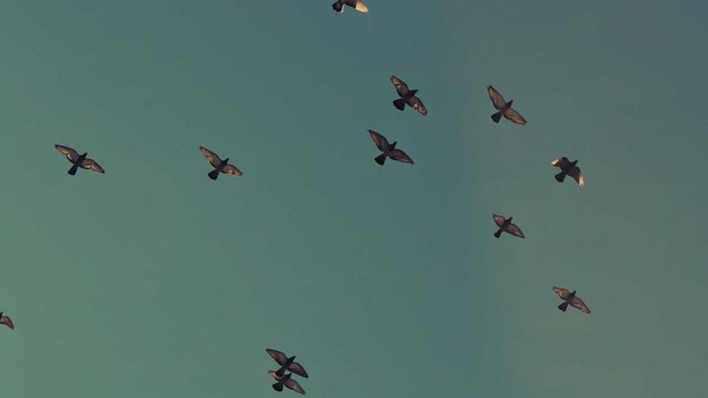 Featured image for Botsec Net article