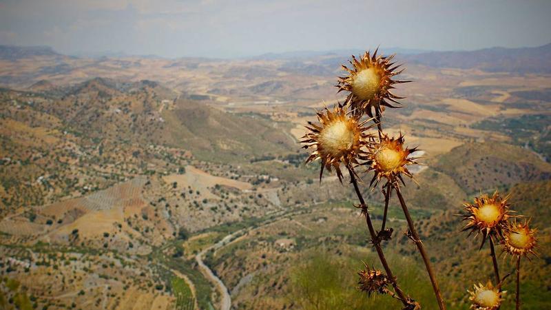 Featured image for Botsec Net article