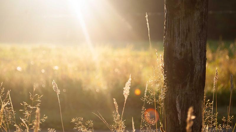 Featured image for Botsec Net article